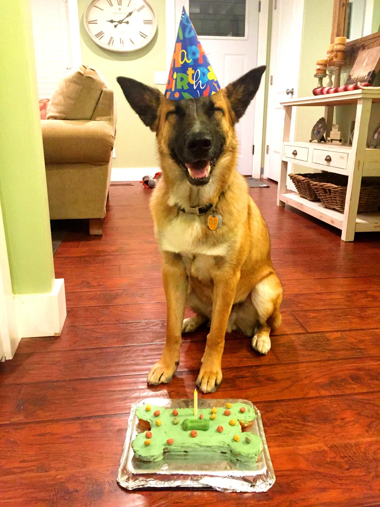 dogs birthday