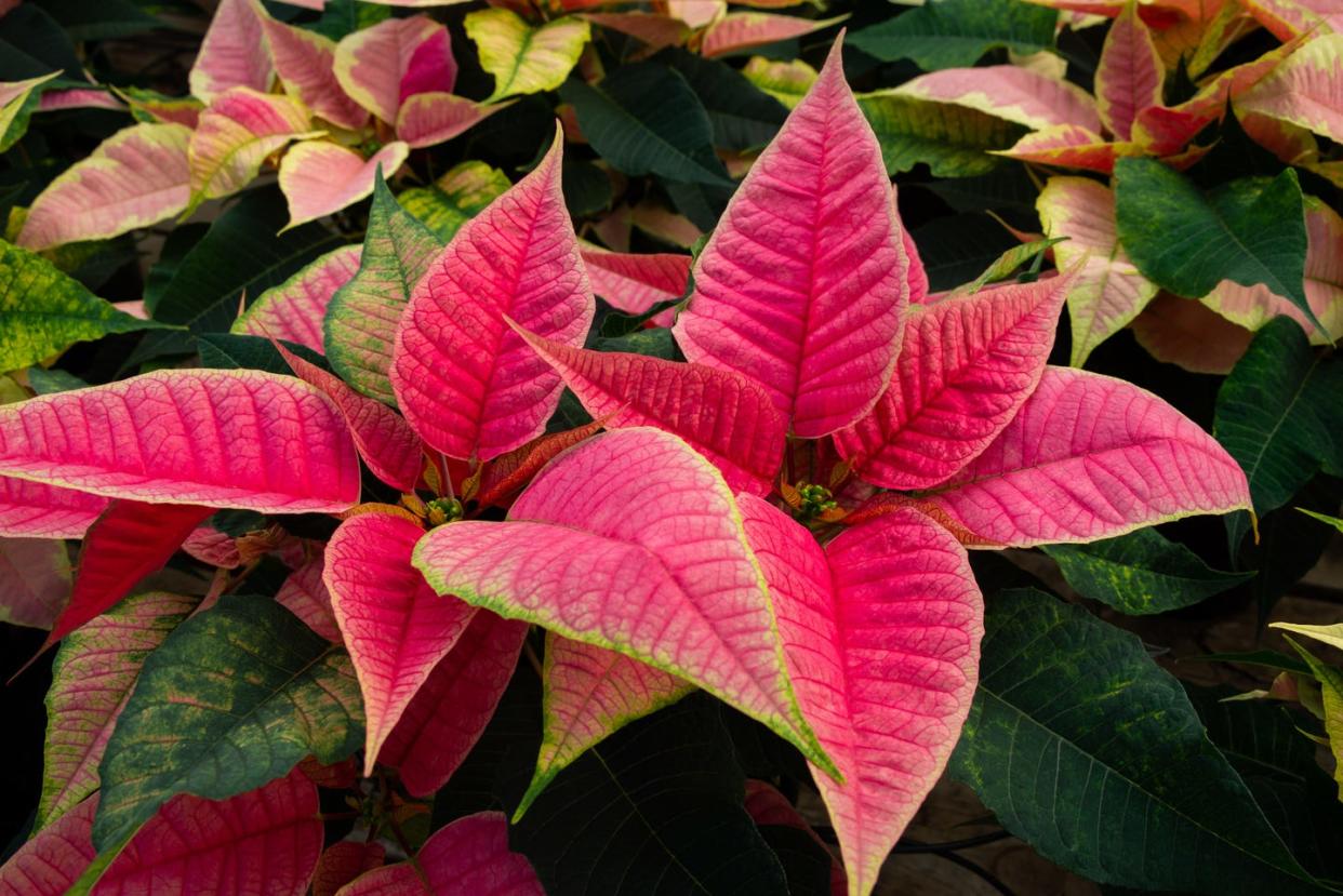 how to care for poinsettias