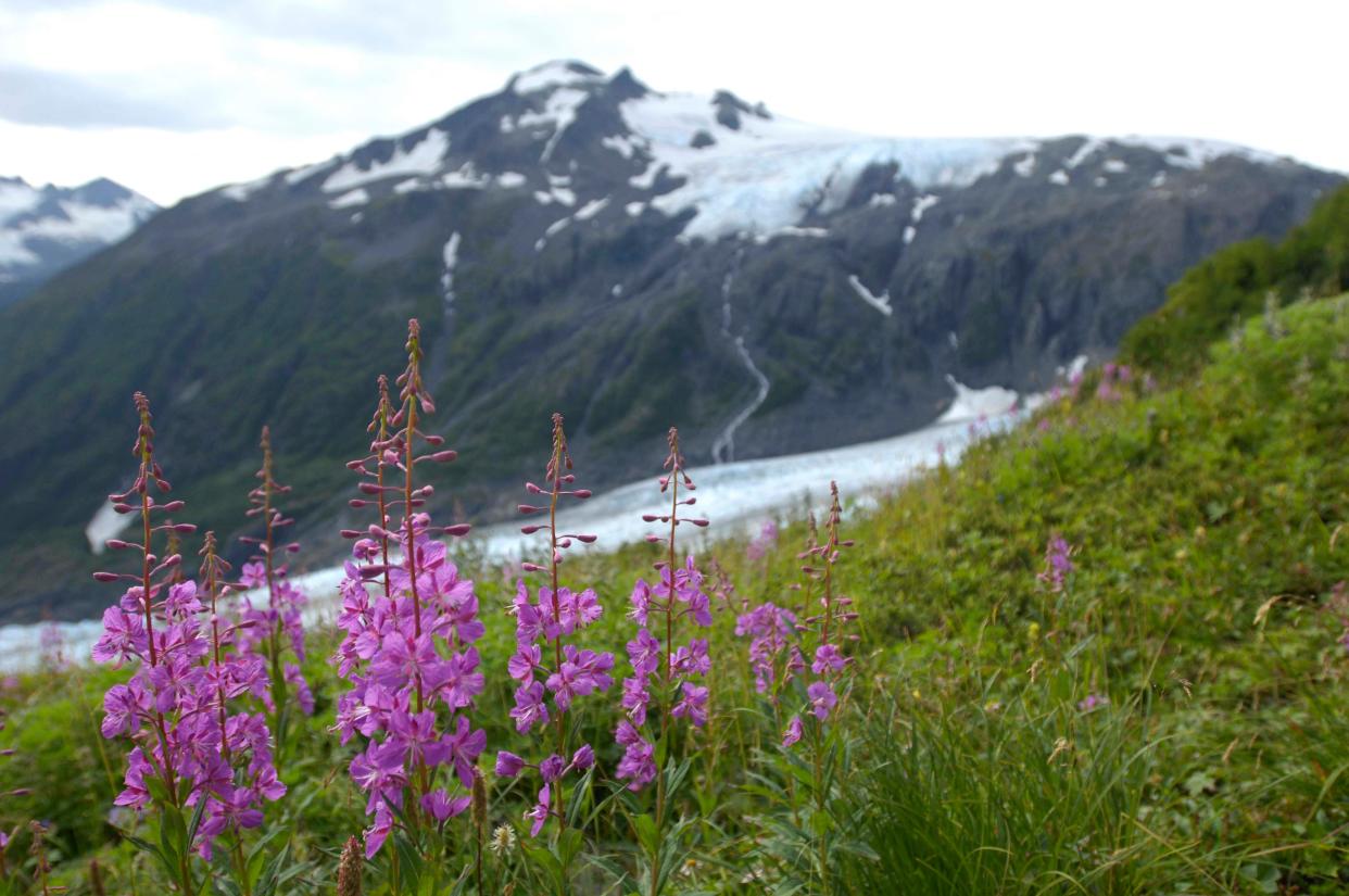 Fireweed by Exit Glacier in 2010.