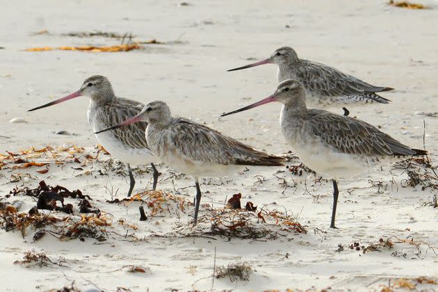 A young bar-tailed godwit appears to have set a non-stop distance record for migratory birds by flying at least 8,435 miles from Alaska to the Australian state of Tasmania, a bird expert said Friday, Oct. 28, 2022. (Eric Woehler via AP) (Photo: via Associated Press)