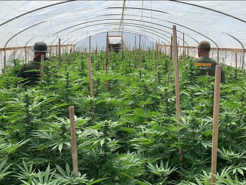 San Bernardino County sheriff's officials survey an illegal marijuana grow in this undated photo as part of "Operation Hammer Strike."