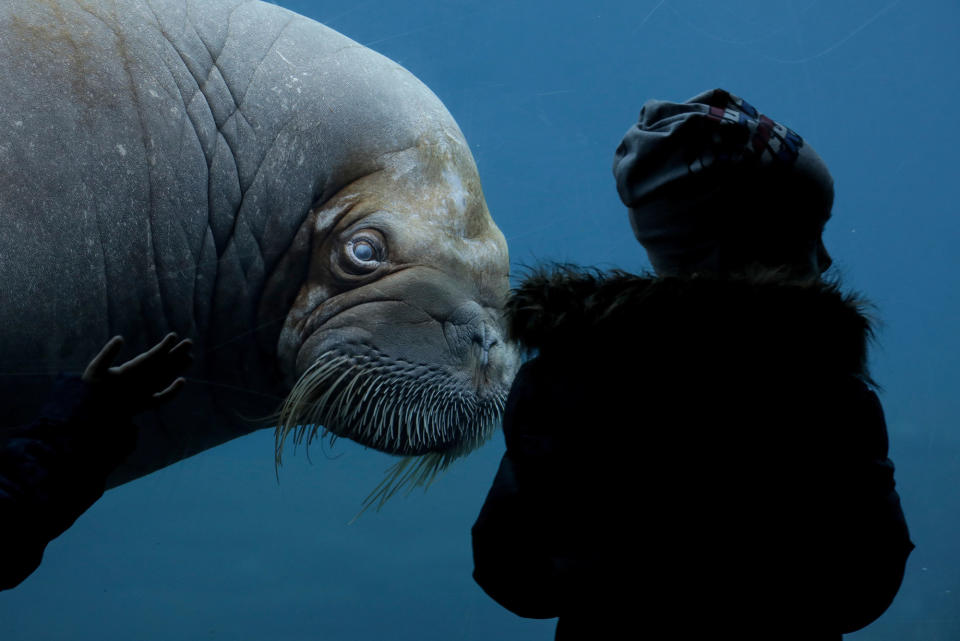 Walrus in Germany