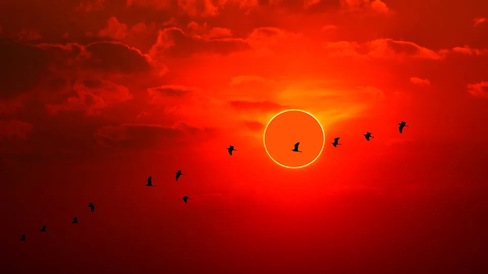 An Annular Solar Eclipse At Sunset With A Blood Red Sky And A Flock Of Birds Are Silhouetted As They Fly Across The Scene In The Foreground.