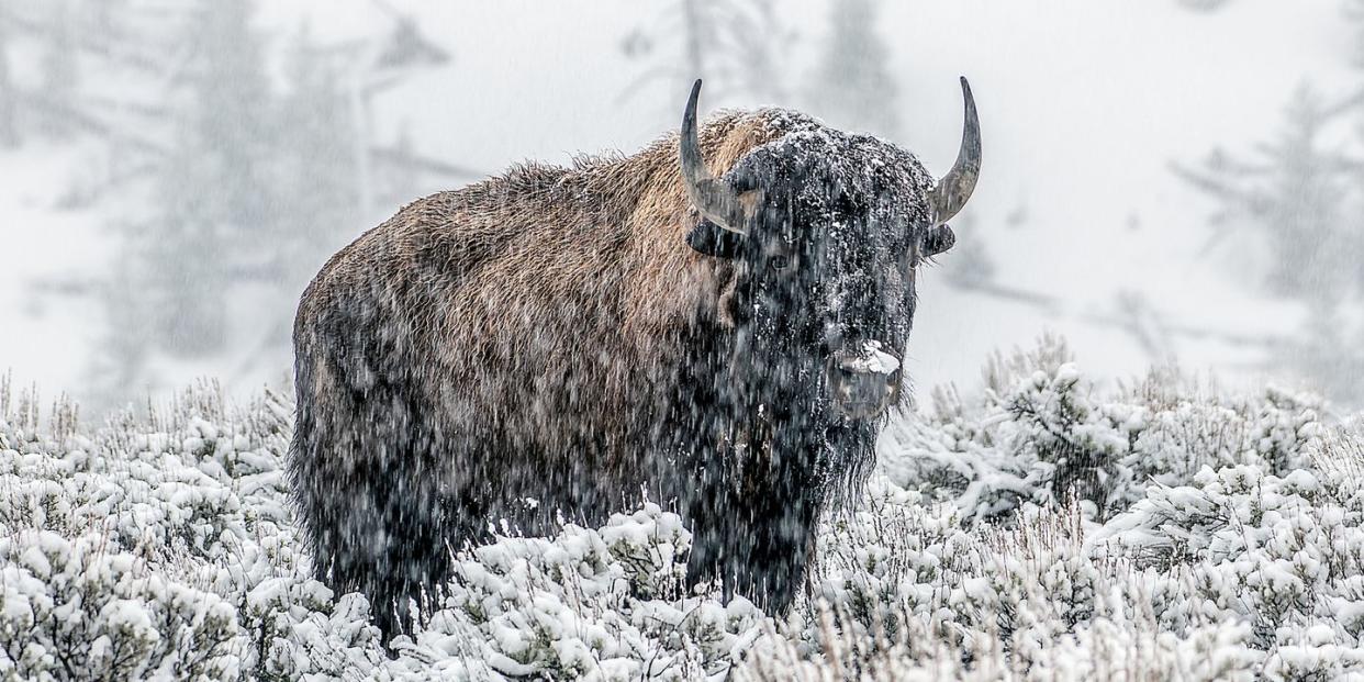 bison grazing, walking while snowing in yellowstone usa