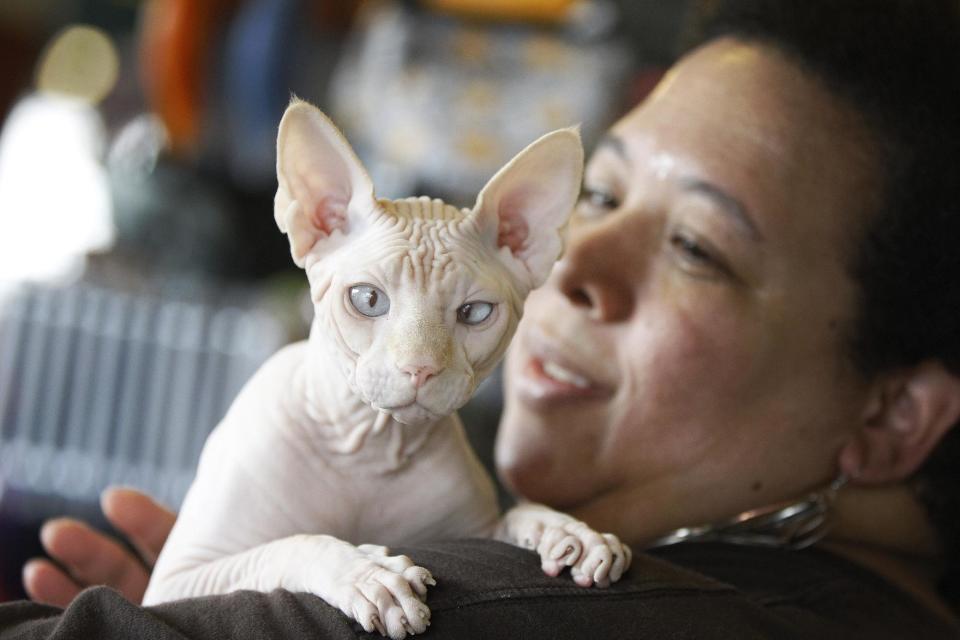 In this March 15, 2012 photo, a four-year-old hairless cream point Sphynx, named Moshe Moshi, is held by her owner Carol Meir of Takoma Park, Md., at The Big Bad Woof, a pet supplies store, in Washington. Meir is managing her cat's allergies with a venison and pork diet and daily medication. She figures it cost her about $750 for vets and tests. Medicine is $250 a year. (AP Photo/Charles Dharapak)