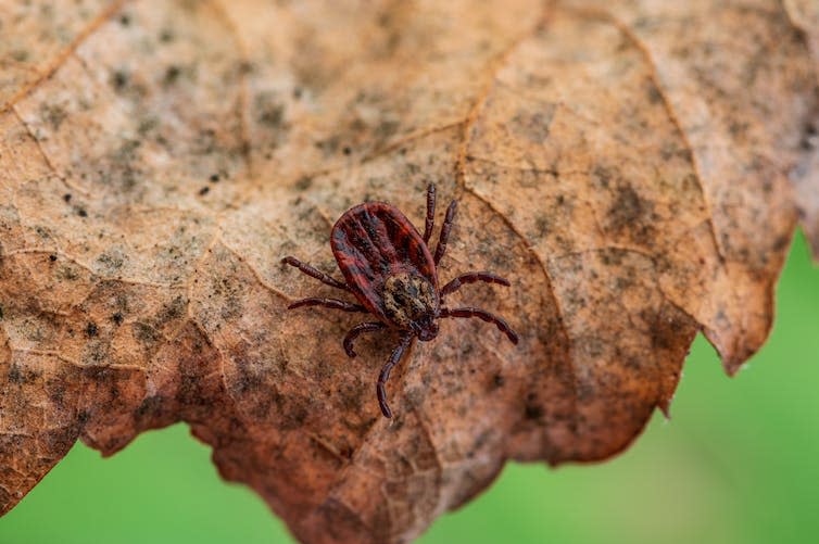 A tick crawls across a leaf.