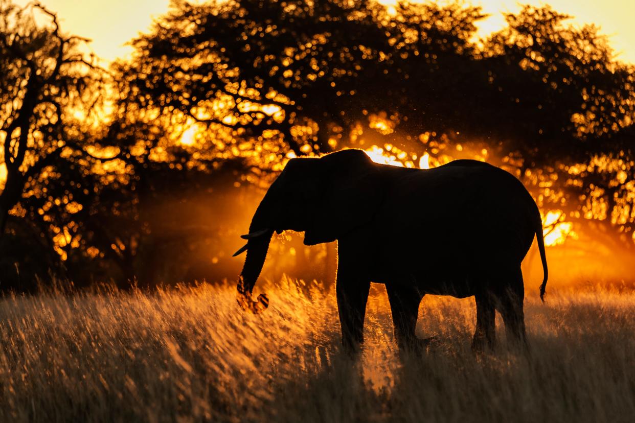 Silhouette of elephant in tall grass