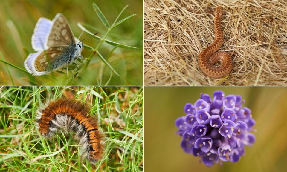 Waterhall is already providing a home to flora and fauna including common blue butterflies, adders, devil’s-bit scabious and fox moths