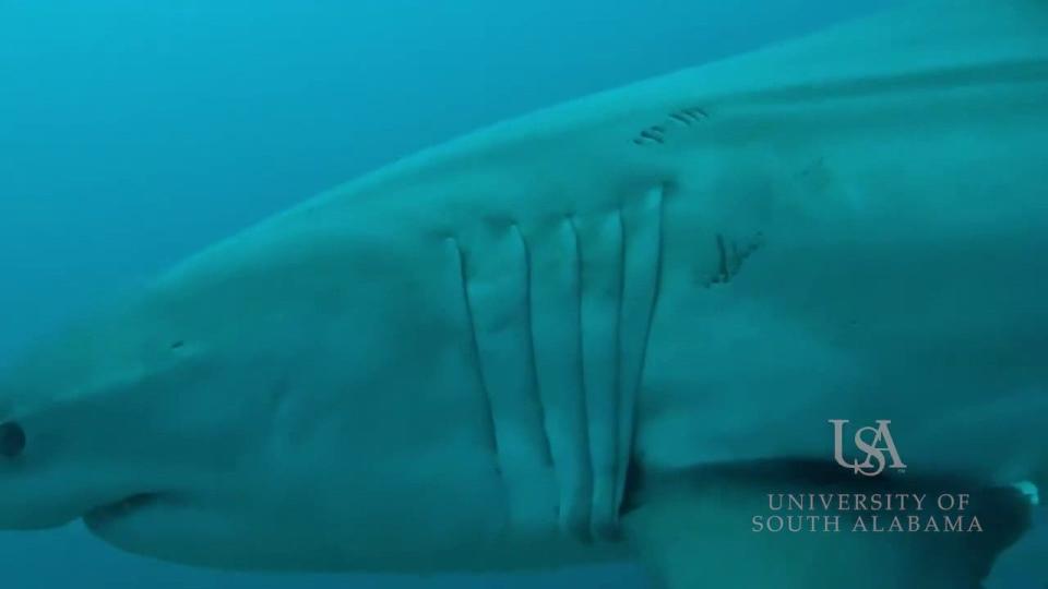 Unique markings on great white shark off Alabama coast