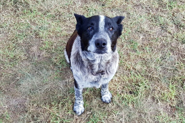 Max was made an honorary police dog for keeping the child safe in the bushland overnight