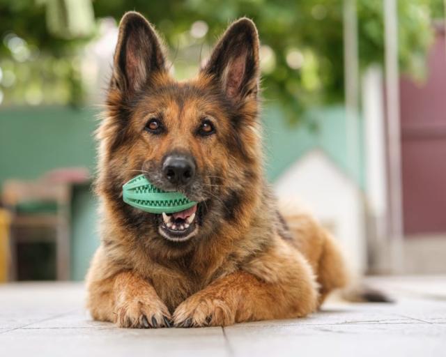 The Science of Choosing Dog Toys