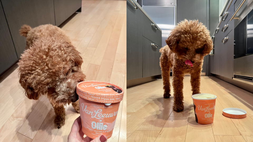 Author's dog with a pint of frozen dog treat