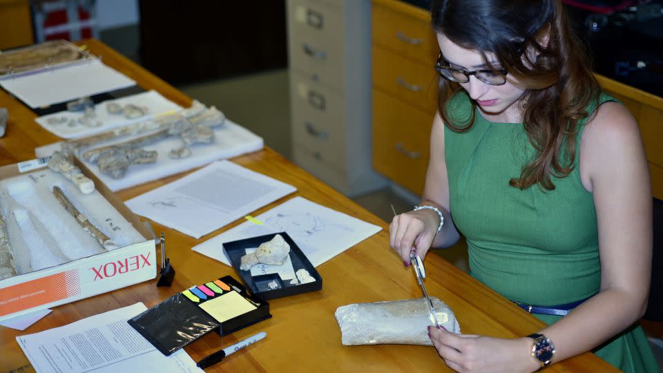 Paleontologist Dr. Kierstin Rosenbach, researcher of Earth and environmental sciences at the University of Michigan, assesses the Arambourgiania humerus with the Inabtanin specimens in the background. - Jeff Wilson Mantilla