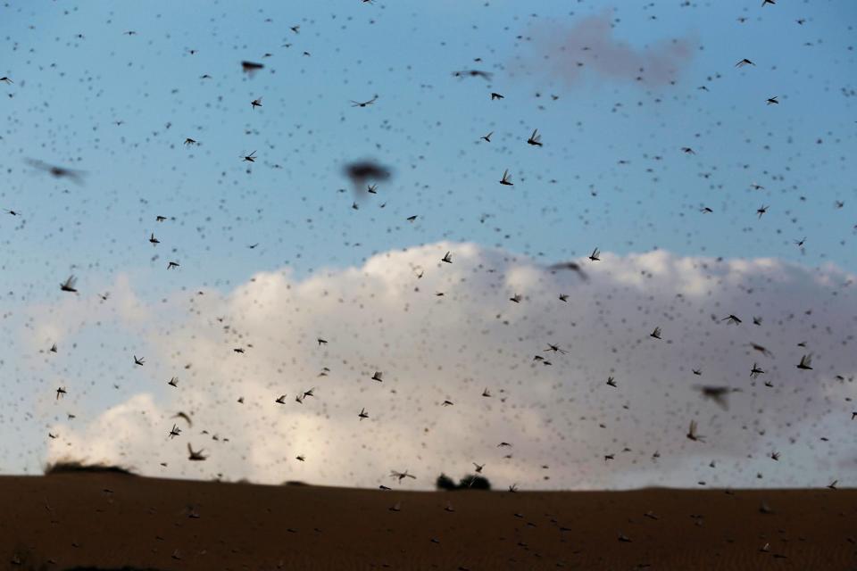 Locusts in Israel .JPG