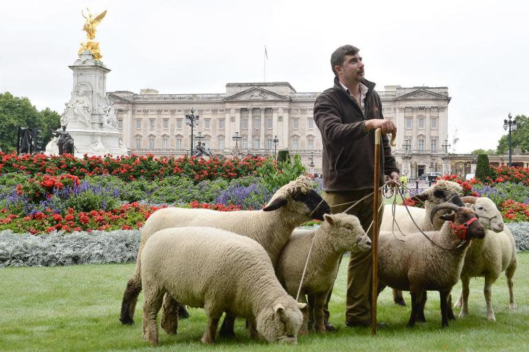 Sheep to graze in central London for new wildlife project