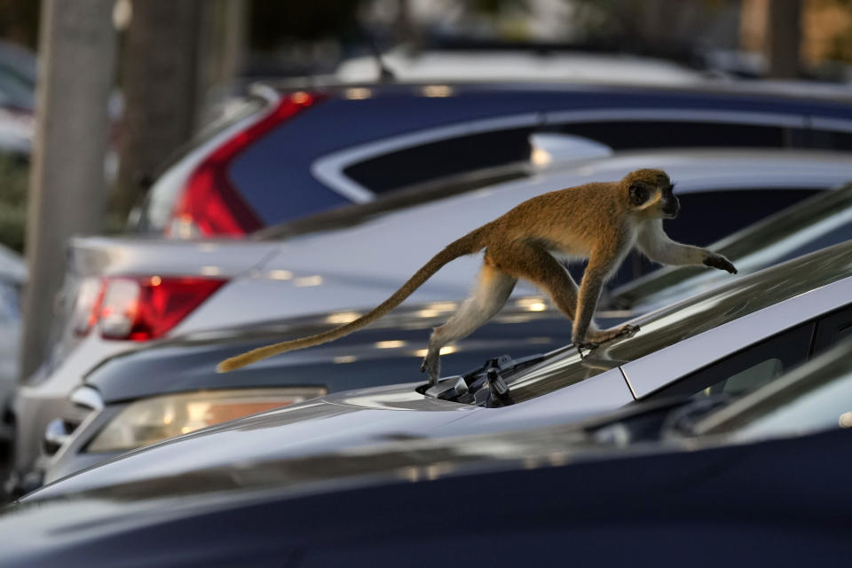 A vervet monkey walks over a parked car in the Park 'N Fly airport lot which lies adjacent to the mangrove preserve where the monkey colony lives, Tuesday, March 1, 2022, in Dania Beach, Fla. For 70 years, a group of non-native monkeys has made their home next to a South Florida airport, delighting visitors and becoming local celebrities. (AP Photo/Rebecca Blackwell)