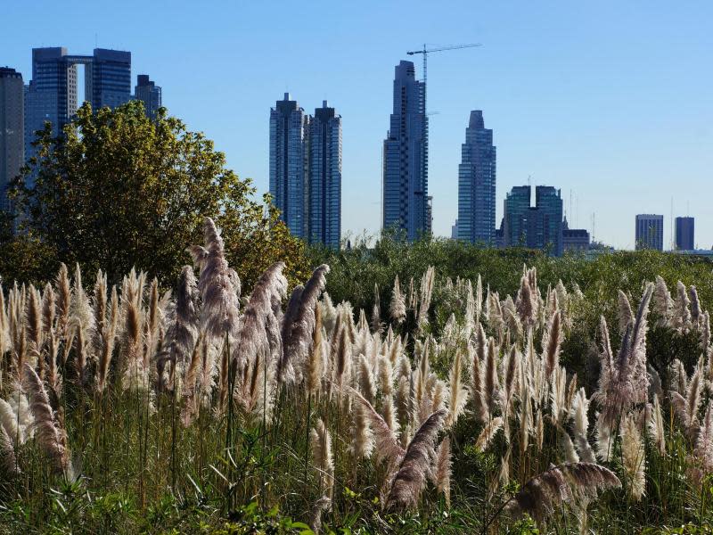 Der Naturpark am Wasser ist so etwas wie die grüne Lunge von Buenos Aires - hier erinnern nur die Hochhäuser am Horizont an die große Stadt. Foto: Philipp Laage