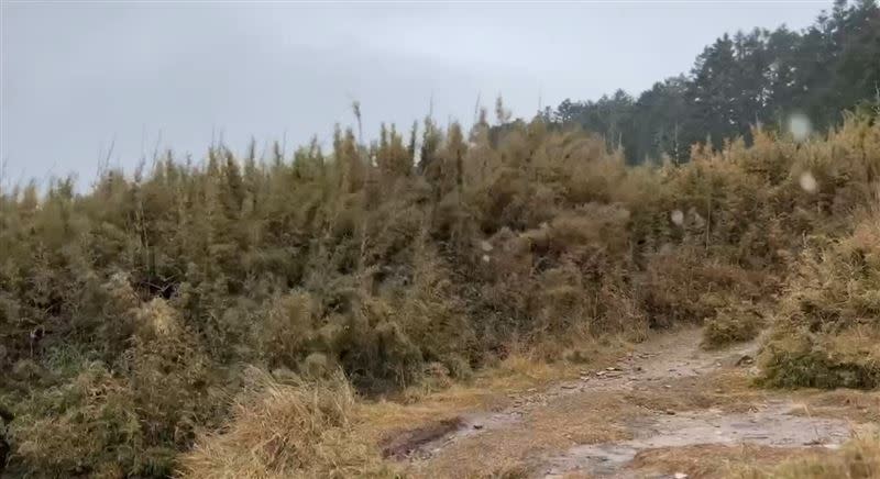 雪山369營地也飄雪，讓登山客驚喜歡呼。(圖／山友全蔣清提供)