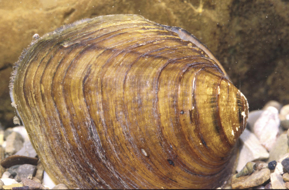 In this undated photo provided by U.S. Fish and Wildlife Service is a longsolid mussel. The U.S. Fish and Wildlife Service said Wednesday, March, 8, 2023, it will designate the longsolid and round hickorynut mussels as threatened. This means they're likely to become in danger of extinction. (U.S. Fish and Wildlife Service via AP)
