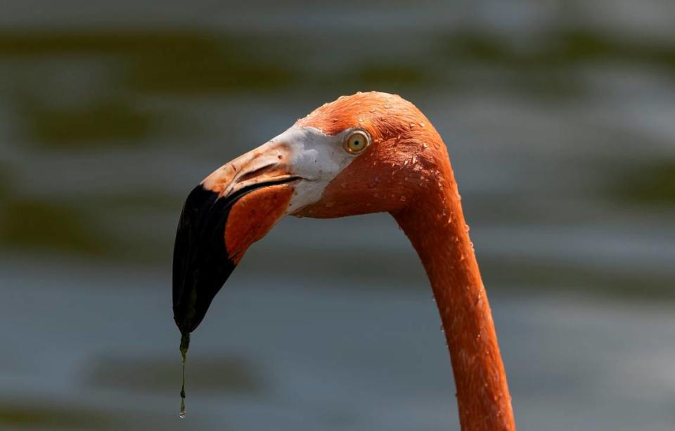 A view of an American Flamingo at Zoo Miami on Wednesday, April 24, 2024, in Miami, Fla.