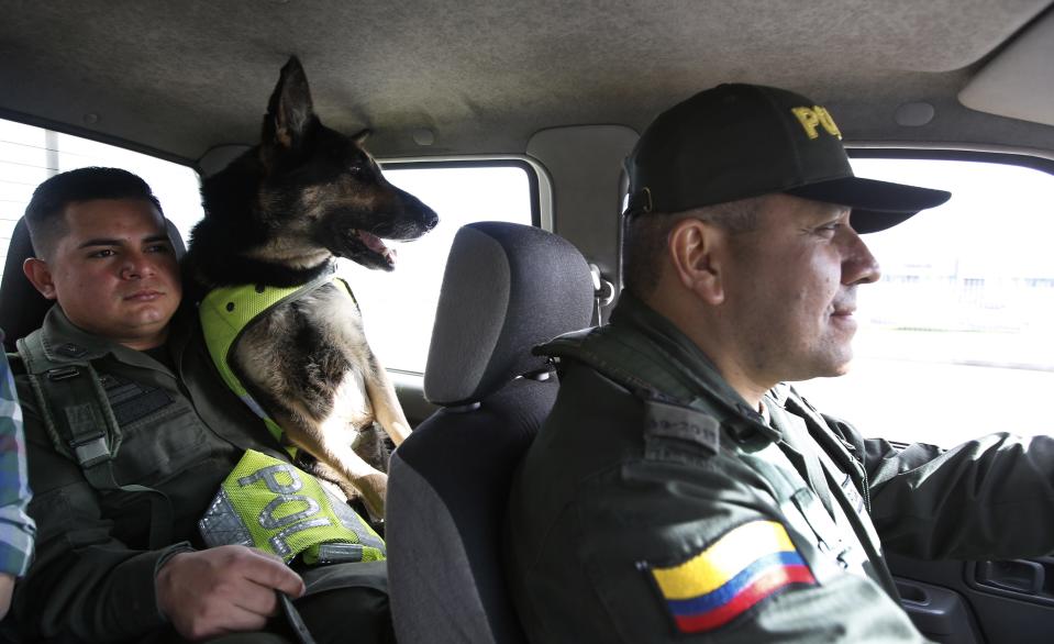 Drug dog Sombra rides with her handler, officer Jose Rojas, to the cargo hold at the El Dorado airport in Bogota, Colombia, Thursday, July 26, 2018. After learning there was a price on Sombra’s head, Colombia’s national police director ordered her to be transferred to a new post earlier this year, according to local news reports. Colombian police recently revealed that the Gulf Clan, a cartel that boasts its own guerrilla army, has offered a reward of $7,000 to whoever kills or captures the savvy hound. (AP Photo/Fernando Vergara)