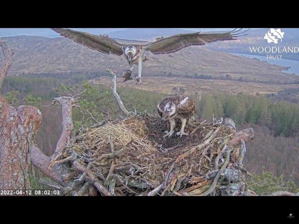 People can watch the ospreys on a livestream (Woodland Trust Media Library/PA)