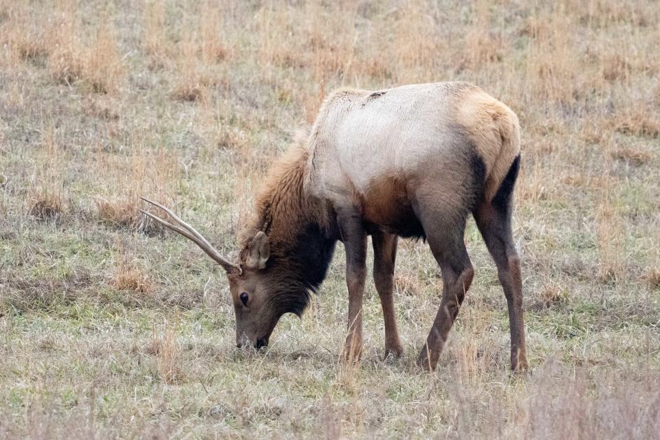 Elk are seen at Jenny Wiley State Park on Wednesday, Jan. 31, 2024 in Prestonsburg.