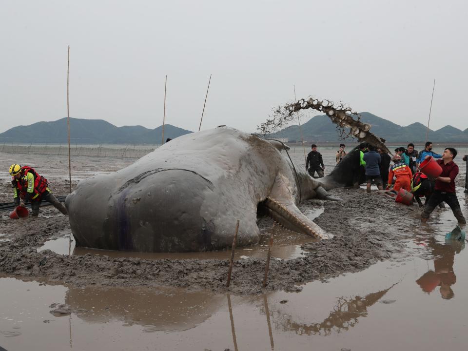 Rescuers sprinkle water on a sperm whale stranded on a beach on April 19, 2022 in Ningbo, Zhejiang Province of China.