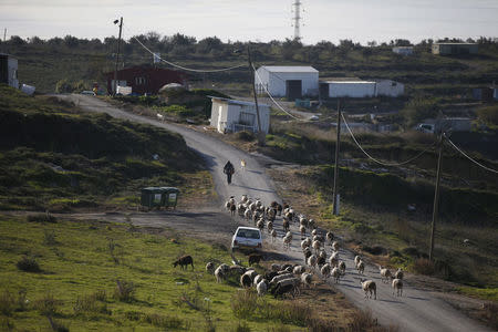 FILE PHOTO: A shepherd herds his sheep in a field near his home in the unauthorised Jewish settler outpost of Havat Gilad, south of the West Bank city of Nablus January 5, 2016. REUTERS/Ronen Zvulun/File Photo