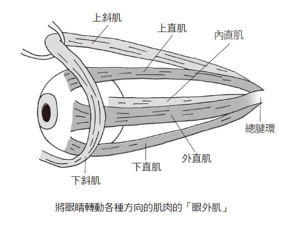 圖片來源：經《瑞昇文化》授權使用，未經許可不得任意轉載。