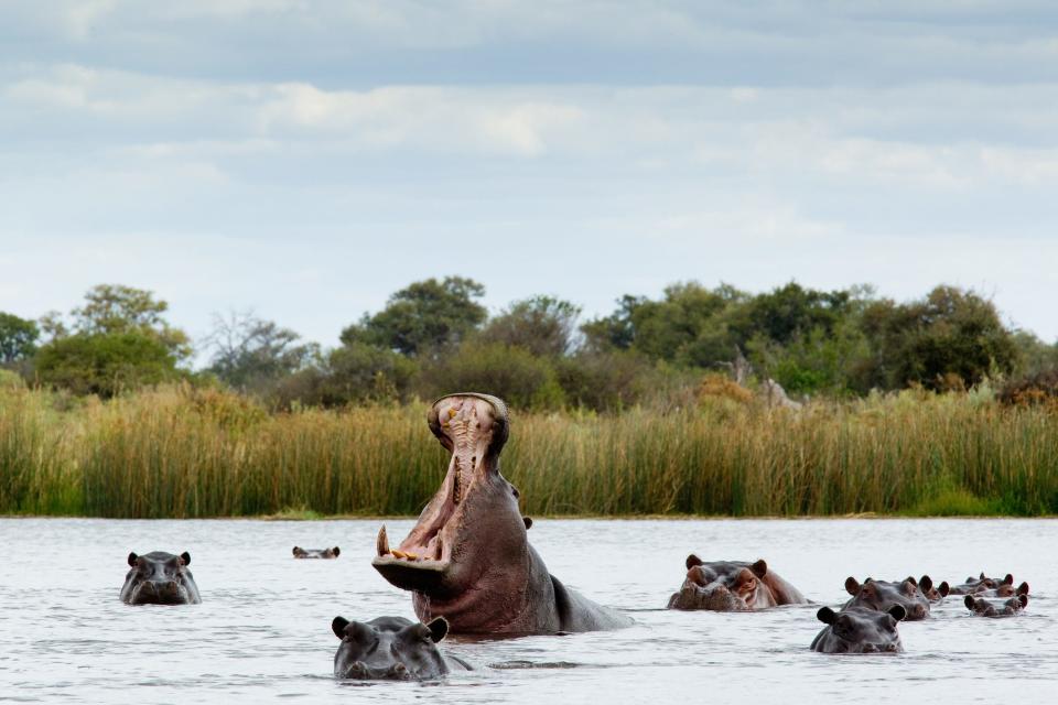 Hippos