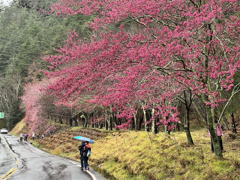 武陵農場櫻花已盛開，兆豐茶園區步道下方的櫻花秘境(圖下)，已開花2成，預估下周是最佳賞櫻時機。(圖／翻攝自武陵農場臉書)