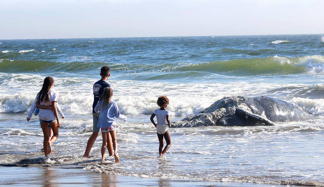 Children marvel at the body of a dead humpback whale that washed up on the beach south of Cayucos on Saturday, July 9, 2022.