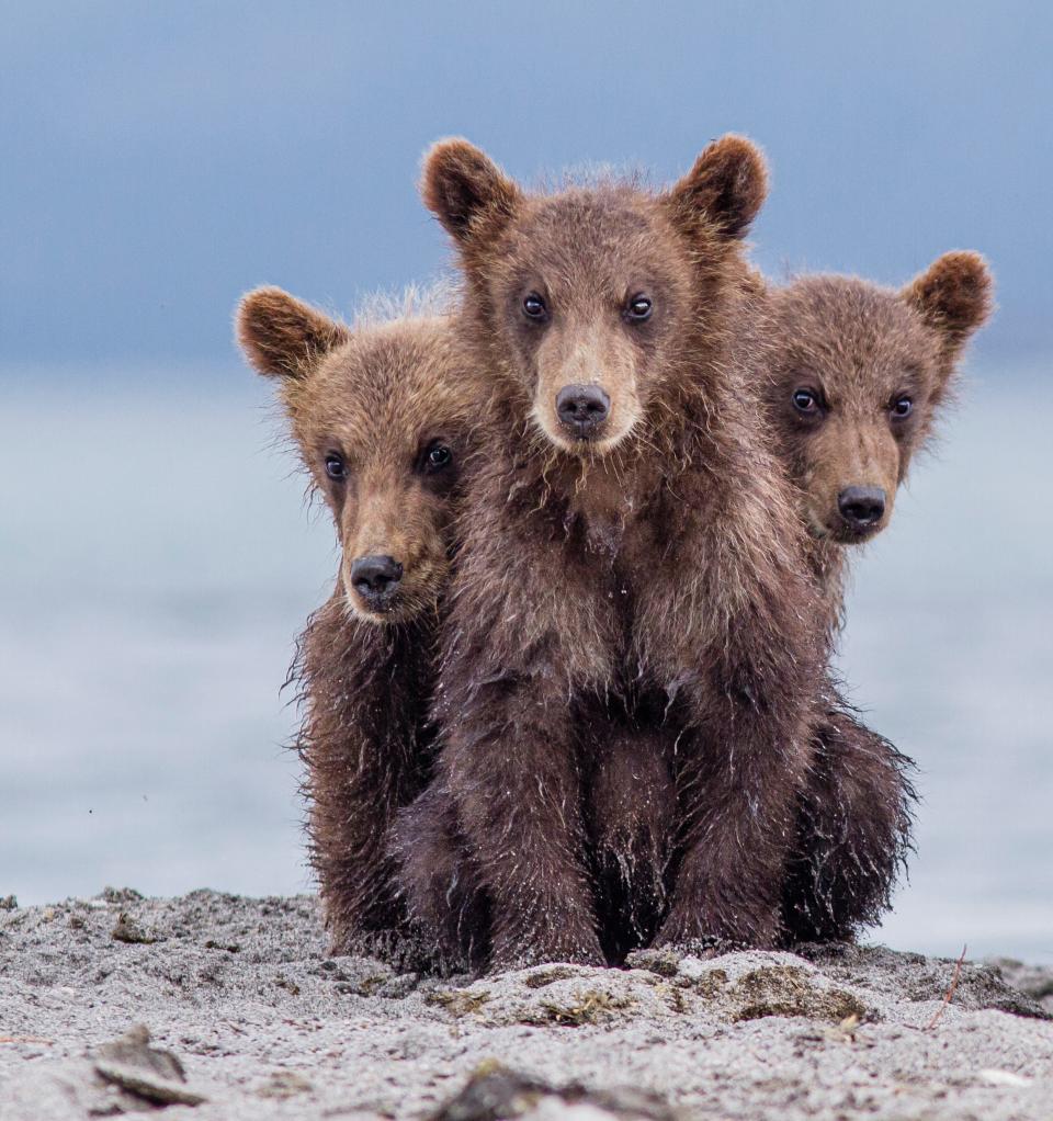 Three brown bears