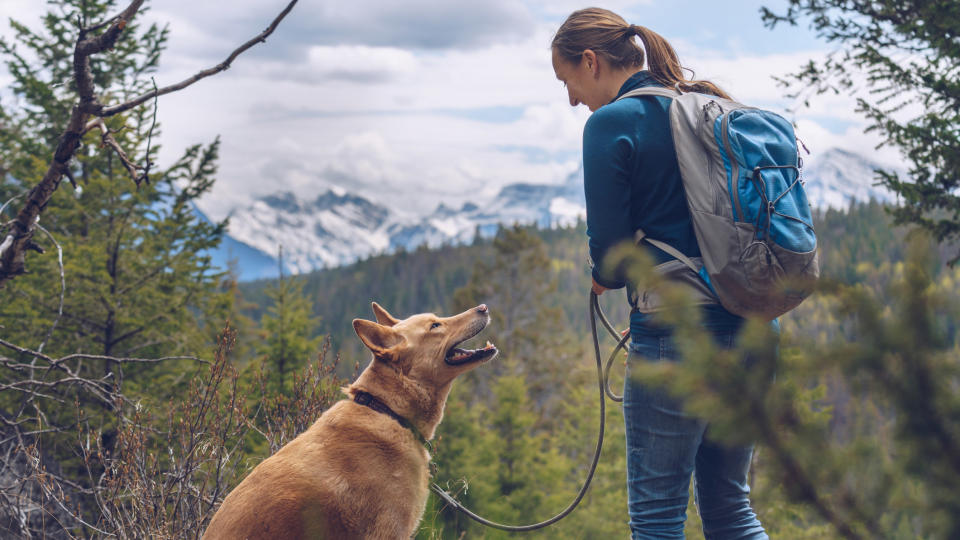 hiking with a dog