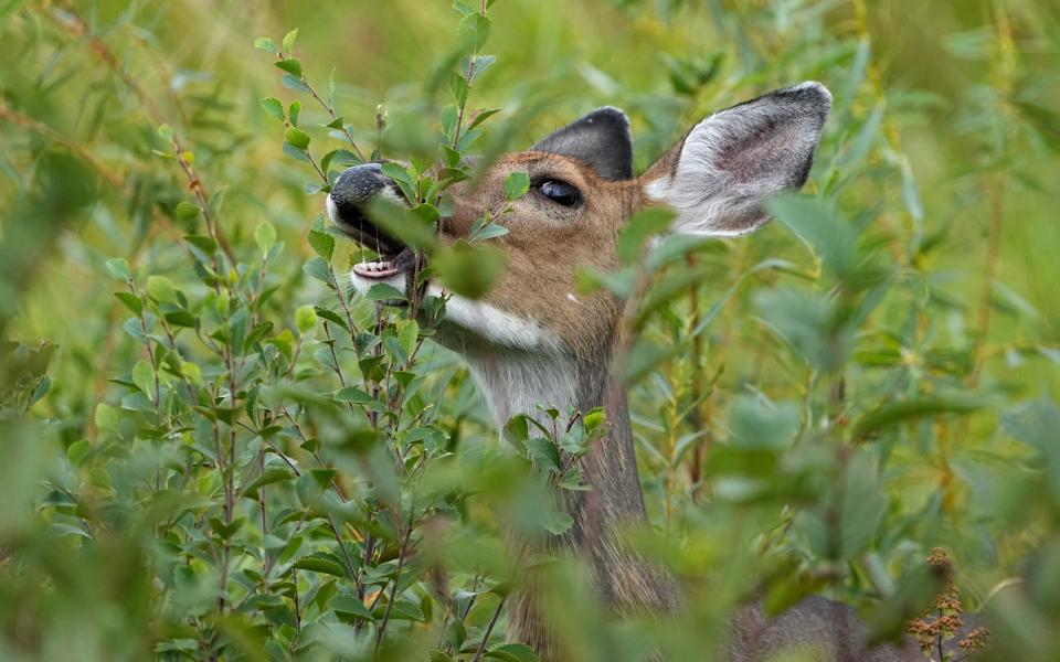 A deer eats in a marshy area Thursday, September 7, 2023, at the Crex Meadows Wildlife Area in Grantsburg, Wis.