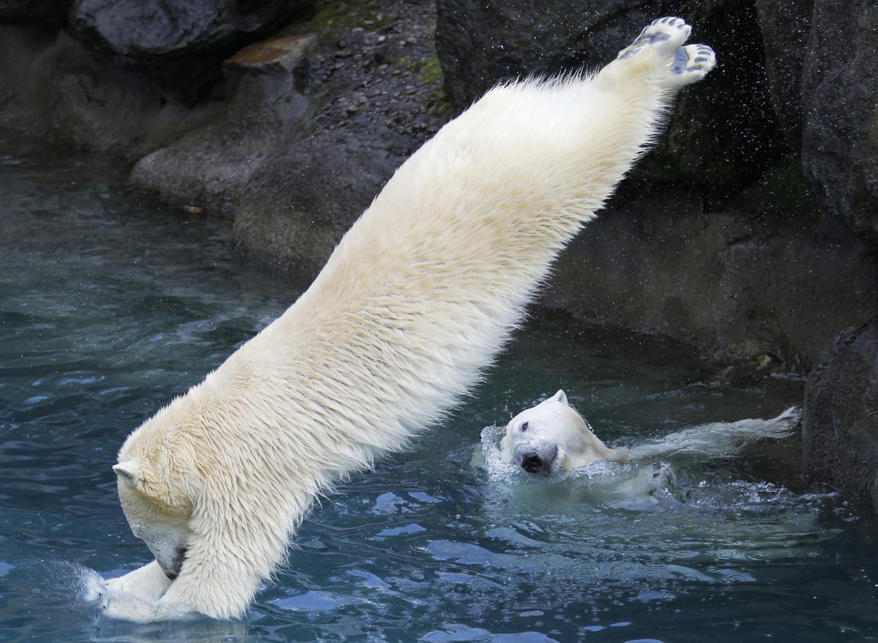 A polar bear jumps from a ledge at the St-Felicien Wildlife Zoo in St-Felicien, Quebec October 31, 2011. According to Environment Canada, Canada is home to around 15,000 of the estimated 20,000 polar bears in the world. The U.S. (Alaska), Russia, Denmark (Greenland) and Norway are the other four countries where polar bears can be found. REUTERS/Mathieu Belanger (CANADA - Tags: ANIMALS)