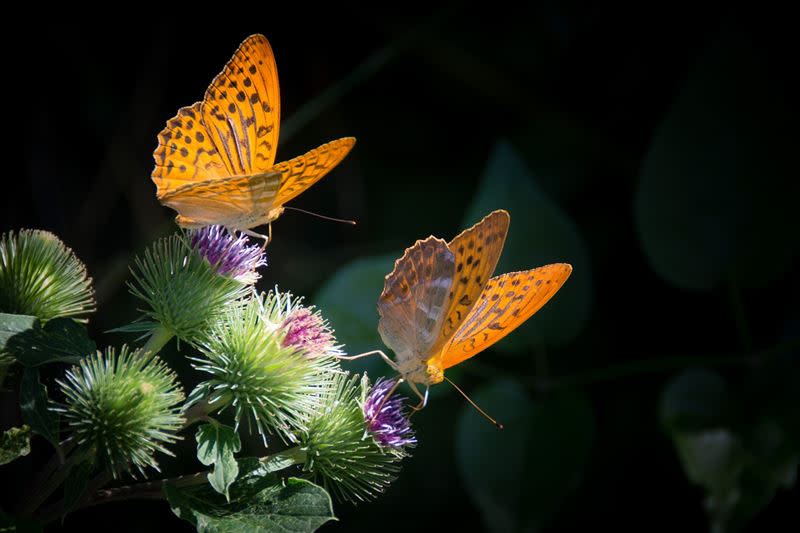 「花若盛開蝴蝶自來」這句話並不完全正確。（圖／擷取自Pixabay）