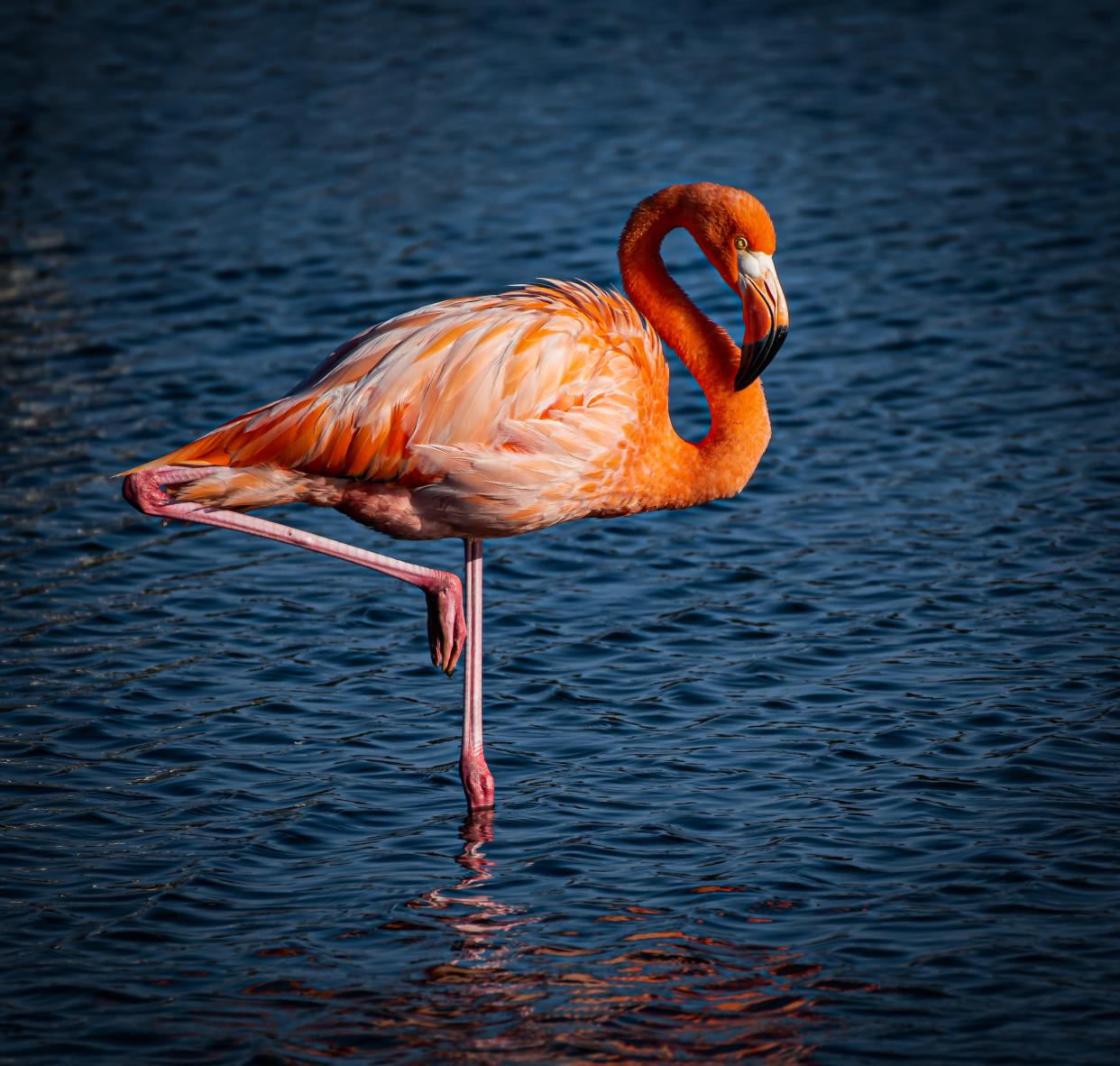 The flamingo population in Florida collasped in the early 20th century. A proposal now before the Legislature would name it the state bird.