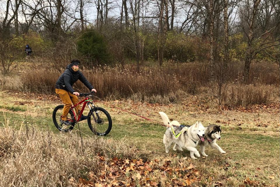 Two dogs pull Clark Richardes of Mishawaka during “Mushing 101” in 2020 at River Preserve County Park in New Paris.