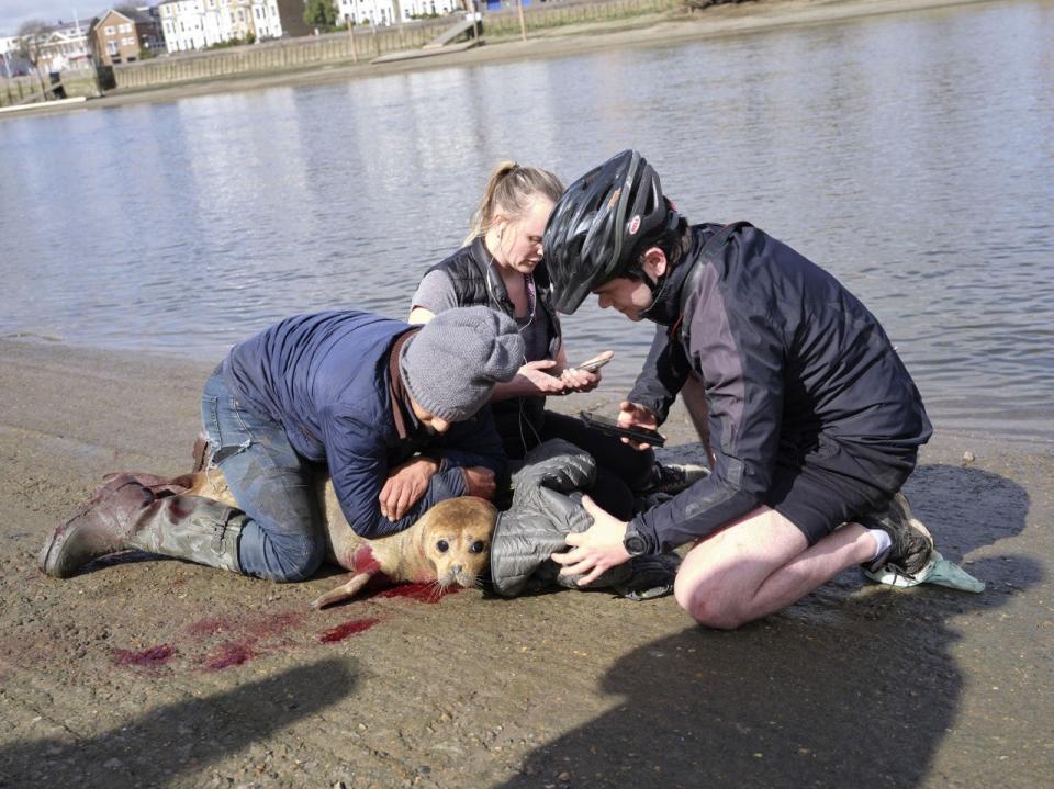 The seal was bitten by the dog before being rescued by passers-by including a veterinarianDuncan Phillips