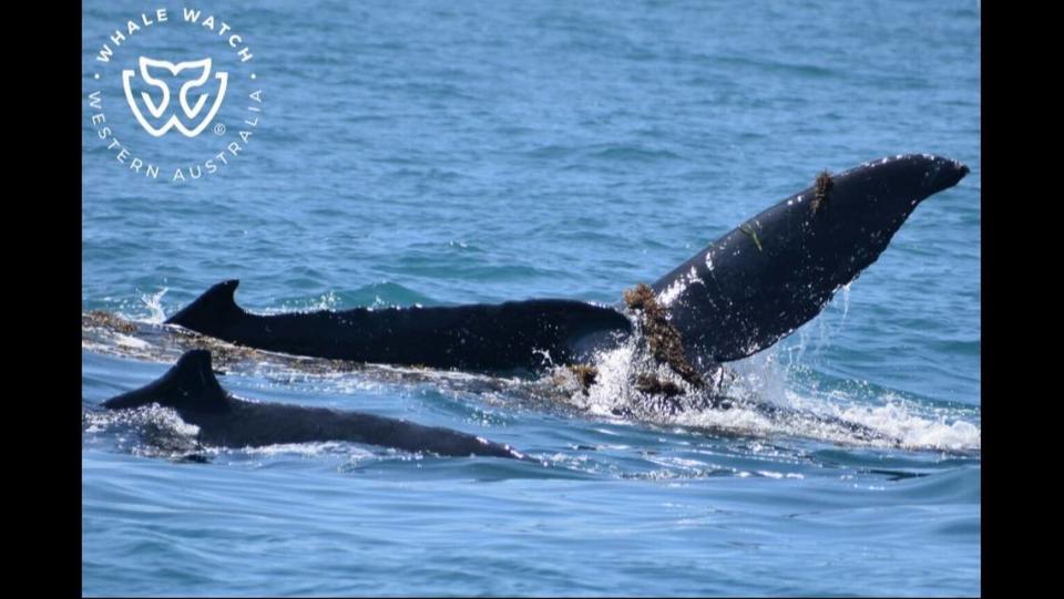 Experts said seaweed soothes the whales’ sensitive skin.