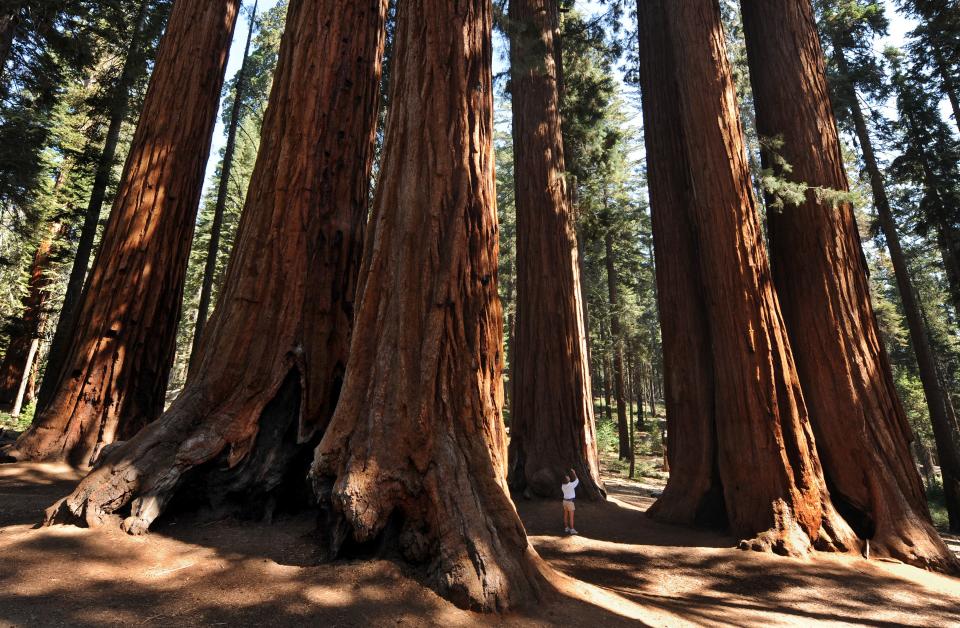 Stand among giants — aka the tallest trees on Earth: Venture to the Redwood National and State Parks, where the tallest trees on Earth — redwoods, of course — reside. The park spans 37 miles of California coastline and is home to numerous other species of wildlife, including black bears, banana slugs, oak trees and Douglas fir trees. Take a hike, go camping or — if the timing is right — even get married in this magical forest.