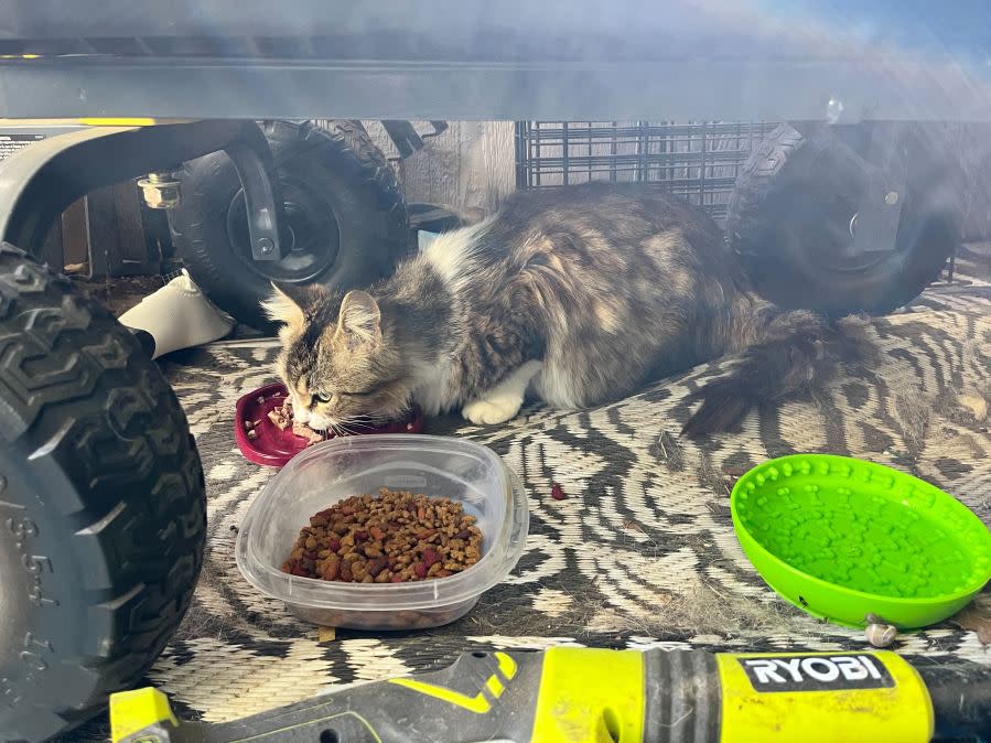 A new litter of kittens is feeling extra love this week after a Central Texas woman helped rescue and care for them during Tuesday’s torrential storms. (Courtesy: Laura Silveria)