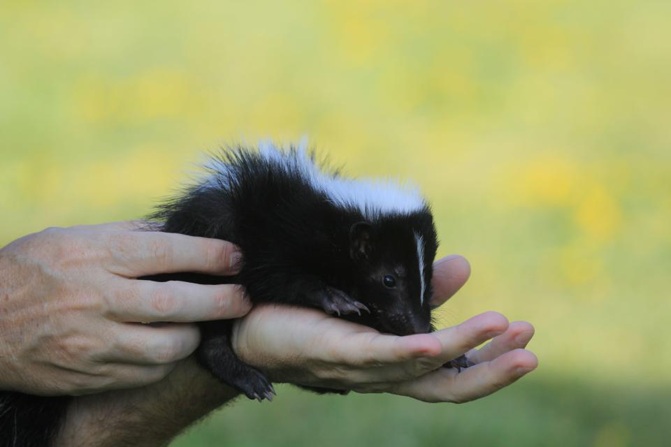 Baby skunk "Blossom" was rescued and came to Turtle Bay Exploration Park on June 7, 2022.