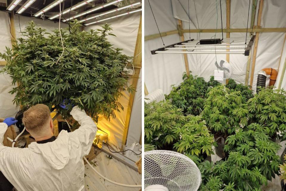 Police dismantled a cannabis farm in Blackburn i(Image: Police)/i