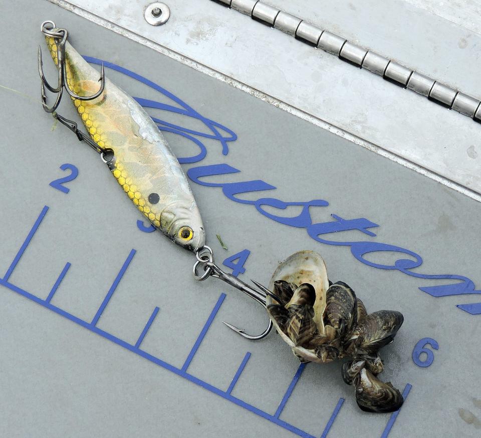 Zebra mussels attach to a hook on a jigging lure used in Lake Erie. The invasive mussels filter the microscopic plants out of the water.