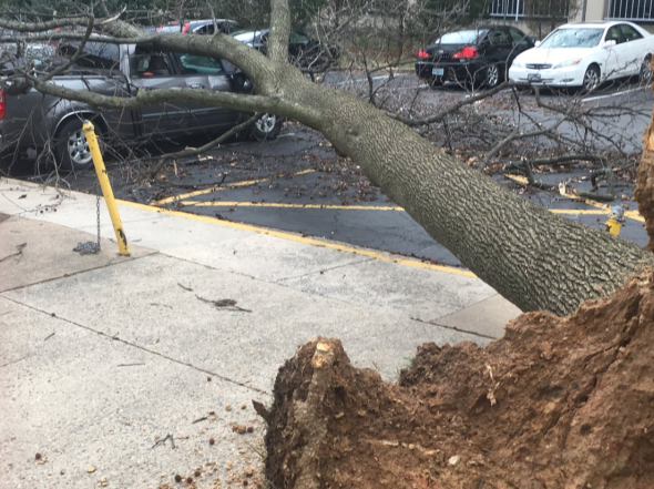 Tree smashes truck in Fairfax, VA - 3-2-2018