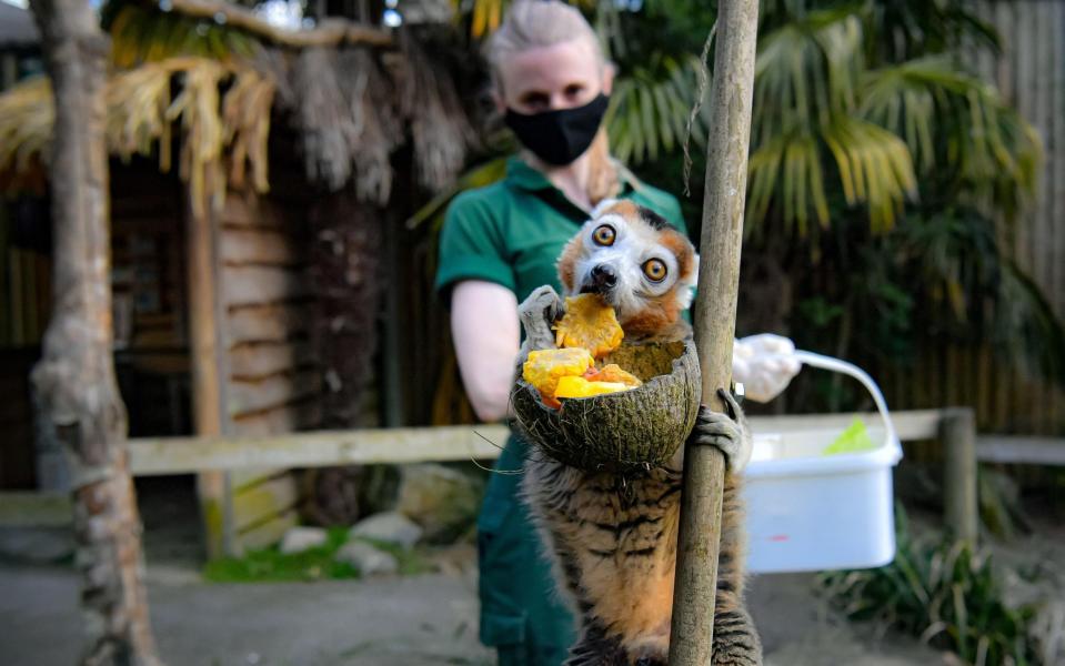 A crown lemur at Bristol Zoo is pumped about Monday - PA