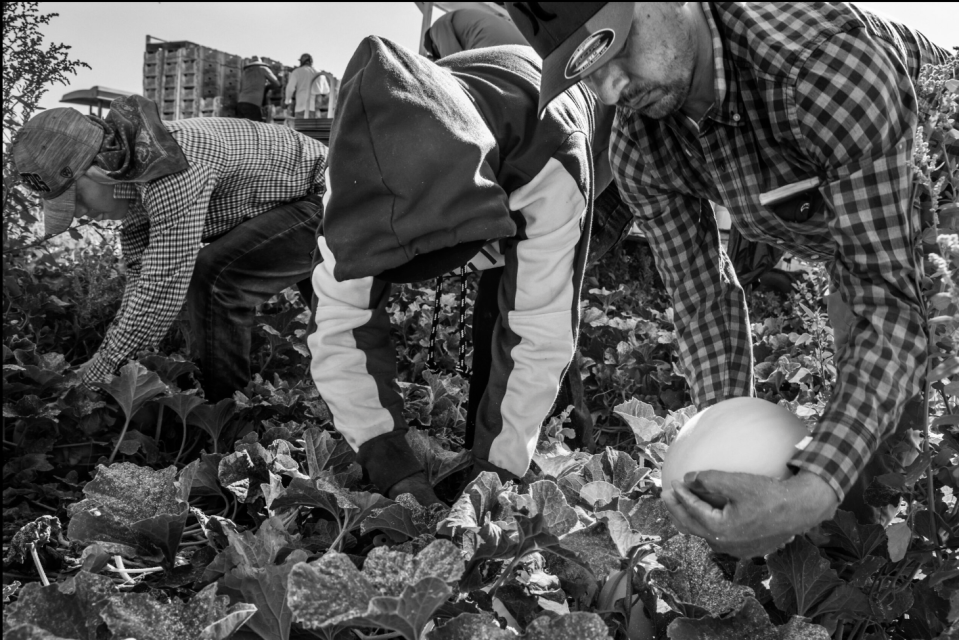 Farmworkers brought to the U.S. in the H-2A visa program harvest melons in July 2021 in a field near Firebaugh, California. At 9 in the morning, it was more than 95 degrees, and would soon surpass 110. It was the second day of work in the U.S. for the indigenous Cora workers from Nayarit, Mexico; they were not yet accustomed to the high temperatures. One worker fainted and got a nosebleed from the heat. They worked for the labor contractor Rancho Nuevo Harvesting in a field that belongs to the Fisher family, a large California grower.